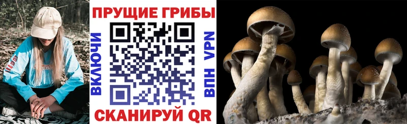 Галлюциногенные грибы GOLDEN TEACHER  Волхов 
